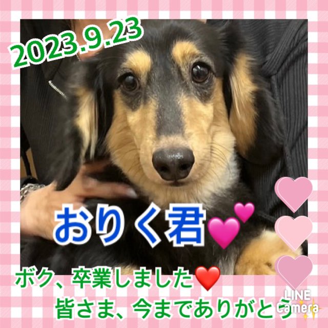 【運命の赤い糸見～つけた💓ミニチュアダックスのおりく君💕】2023,9,23